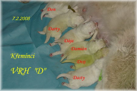 Vrh D