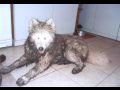 I takto me vypadat samojed 7/05 [47.04 kB] (pidno 29.11.2005 22:42:45)
