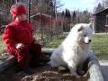 Djulka, chlup pipraven na zimu. [100.07 kB] (pidno 17.9.2005 13:57:55)