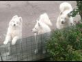 S Djou a Jiskrou se u ebrat [85.15 kB] (pidno 5.11.2017 17:13:56)