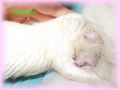 Narodil jsem se na zahrad [51.35 kB] (pidno 26.6.2014 22:23:21)