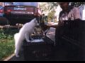 Dda dv Elince ouchat slepiku, aby si na sebe zvykly od mala. [147.53 kB] (pidno 18.9.2005 21:30:53)
