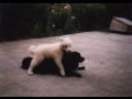 Te to jet jde si na tebe lehnout, ale za 1/2 roku to bude hor. [104.35 kB] (pidno 18.9.2005 21:29:54)